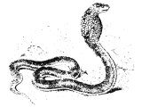Naja haje snake (Naja tripudians), Heb. `aKShUV (Ps.140.3)